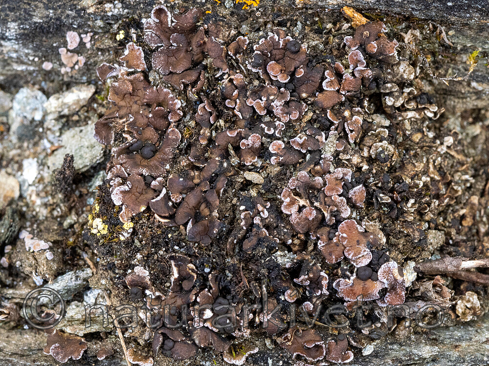 _8220202 / Psora vallesiaca