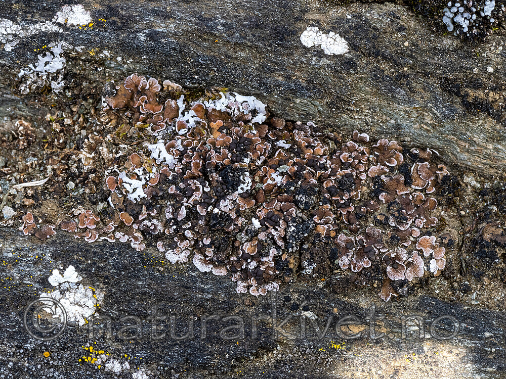 _8220204 / Psora vallesiaca