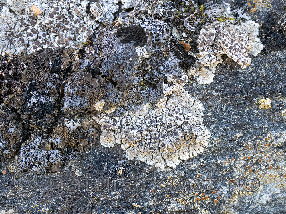 _8220245 / Lobothallia praeradiosa / Steppeskiferlav
