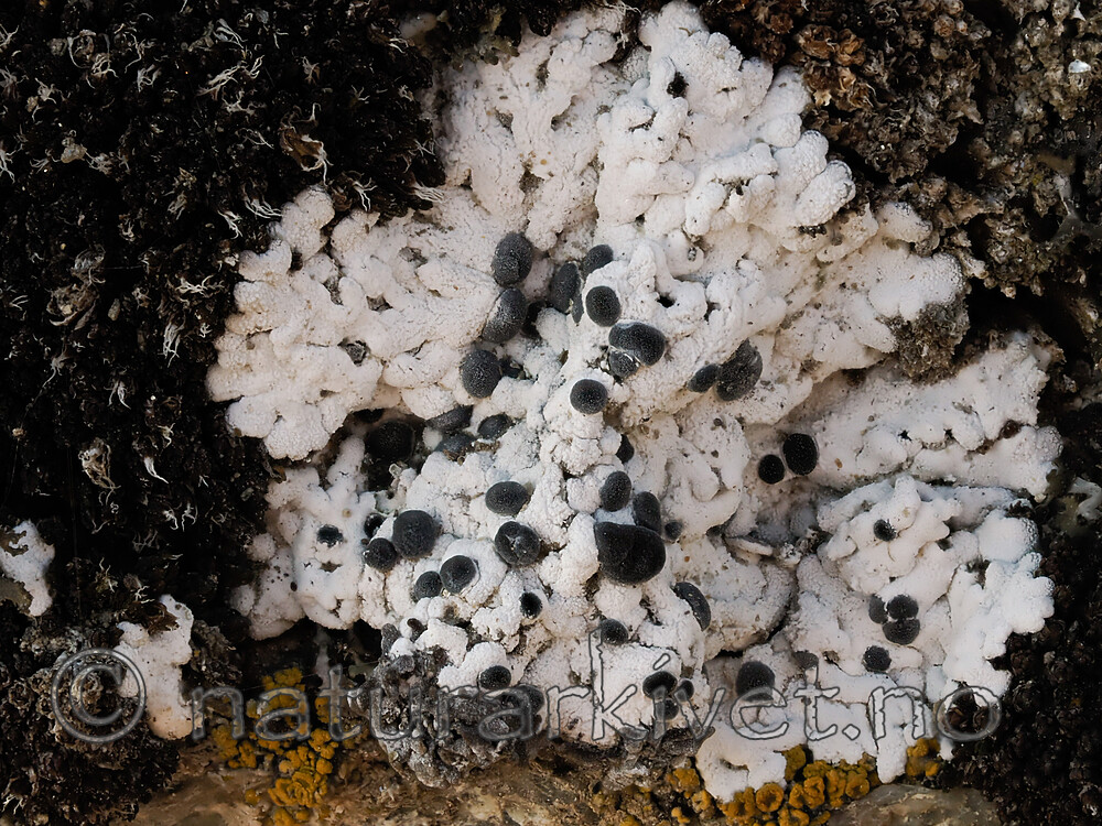 _8220273 / Buellia asterella