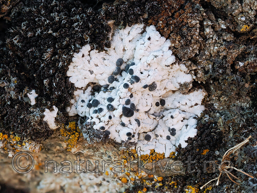 _8220348 / Buellia asterella