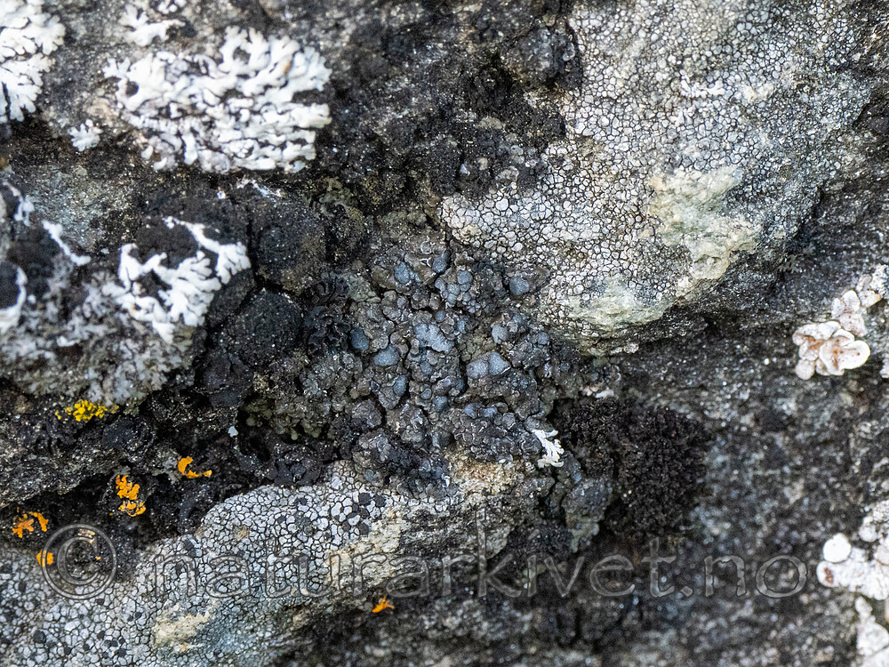 _8220405 / Toninia cinereovirens