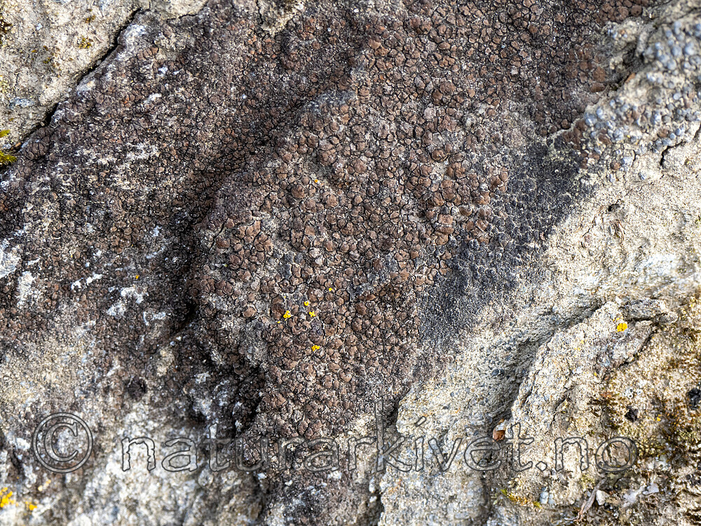 _8230410 / Peltula placodizans