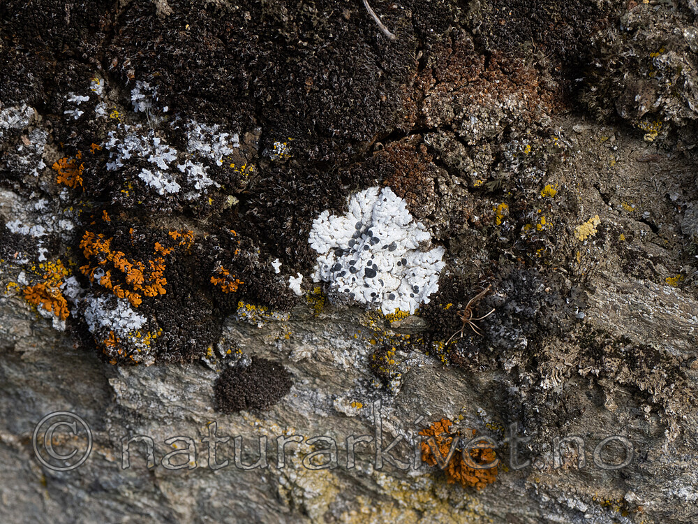 _8230427 / Buellia asterella