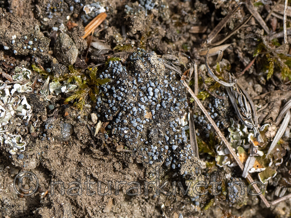 _8230464 / Toninia physaroides