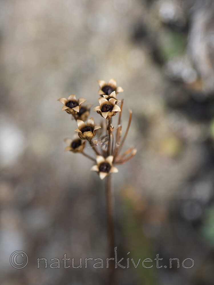 _8230469 / Androsace septentrionalis / Smånøkkel