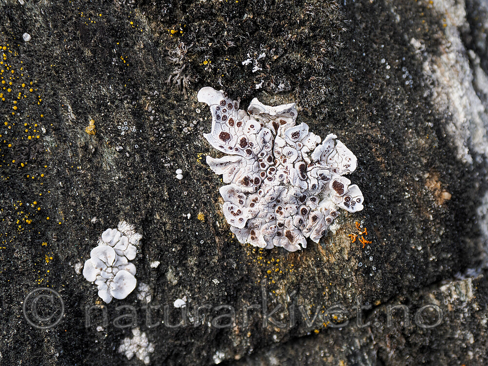 _8230484 / Glypholecia scabra / Kalkskjold