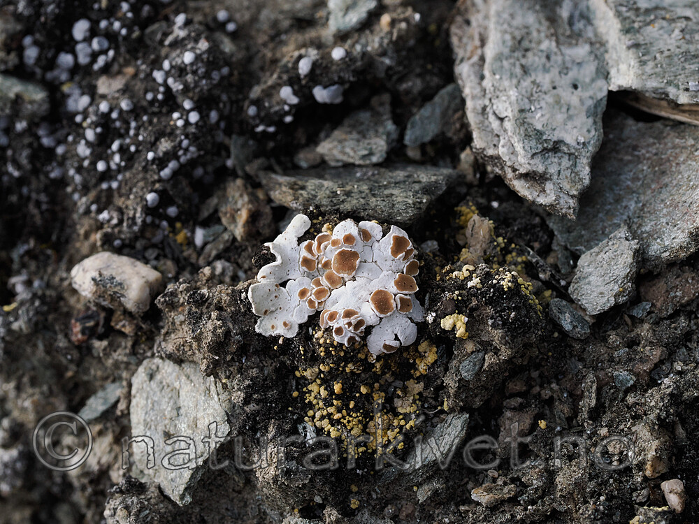 _8230519 / Squamarina lentigera