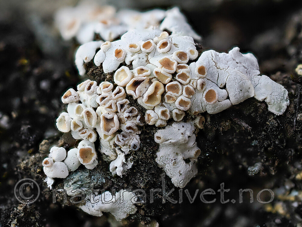 _8230538 / Squamarina lentigera