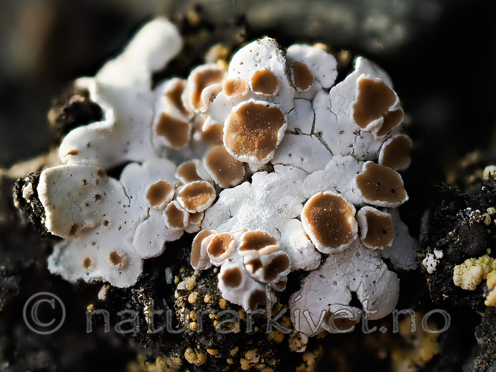 _8230547 / Squamarina lentigera