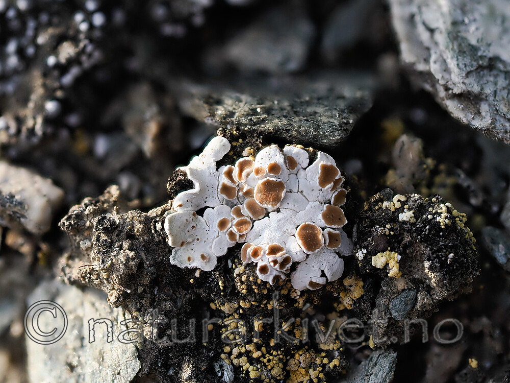 _8230574 / Squamarina lentigera