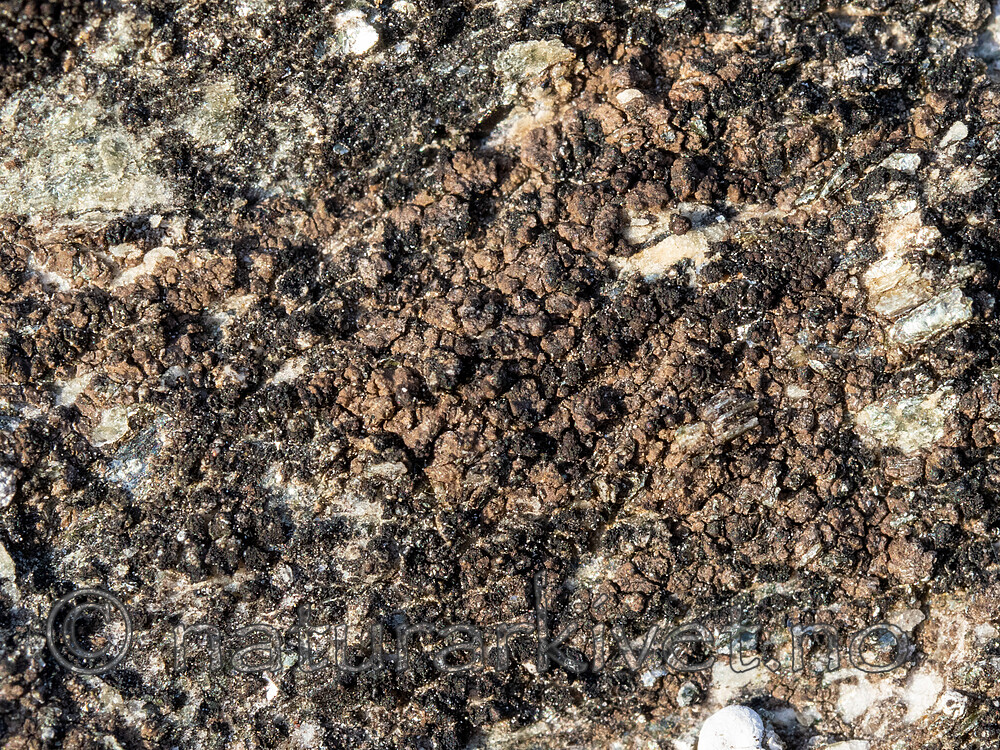 _8230586 / Peltula placodizans