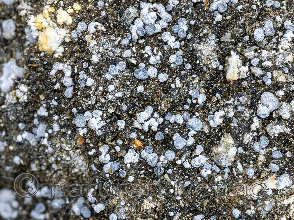 _8240598 / Toninia physaroides