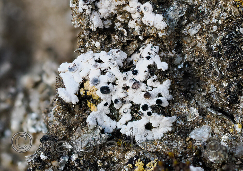 _8240810 / Buellia asterella