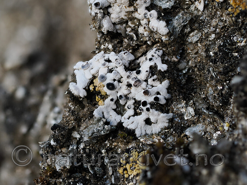 _8240828 / Buellia asterella