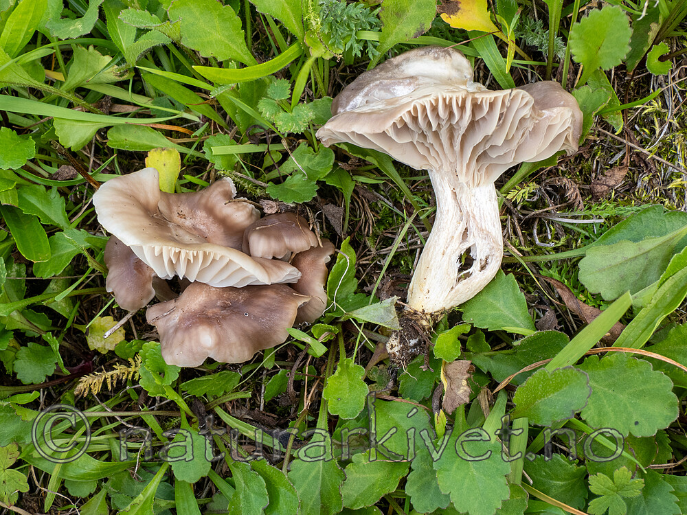 _8280314 / Hygrocybe flavipes / Gulfotvokssopp