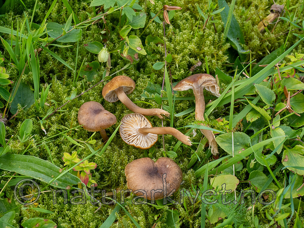 _8280321 / Camarophyllopsis schulzeri / Gulbrun narrevokssopp