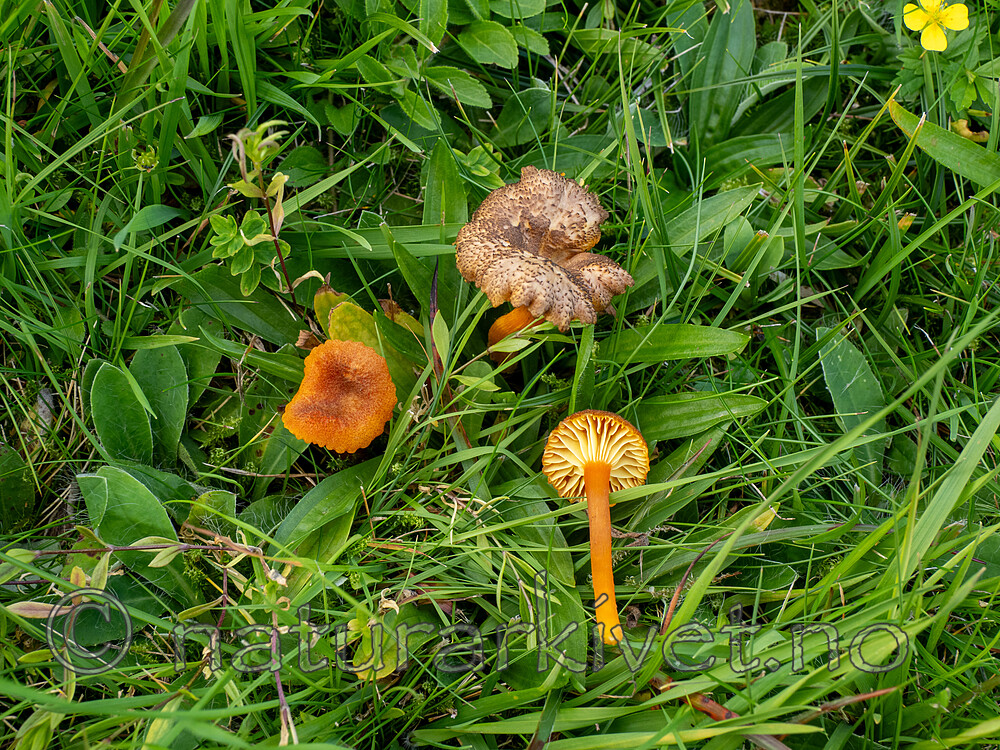 _8280331 / Hygrocybe turunda / Mørkskjellet vokssopp