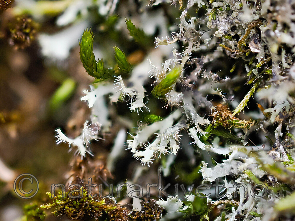 _8280895 / Phaeophyscia constipata / Kalkrosettlav