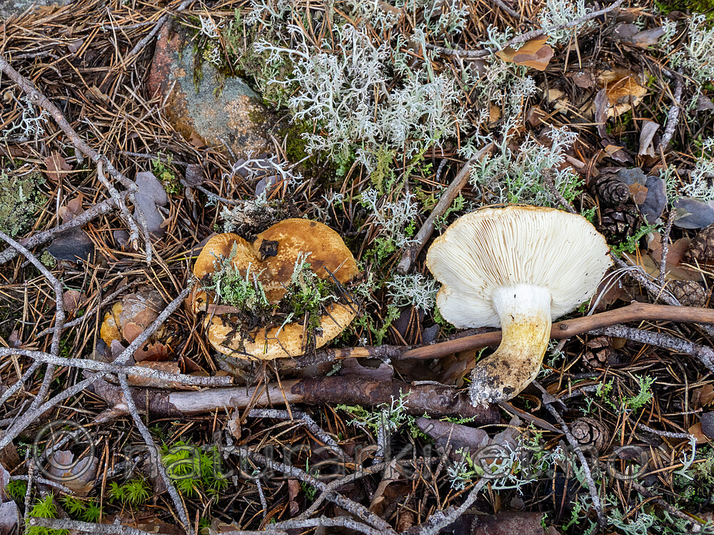 _8290357 / Tricholoma apium / Lakrismusserong