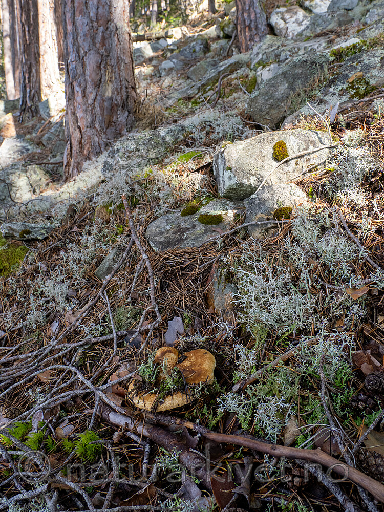 _8290361 / Tricholoma apium / Lakrismusserong