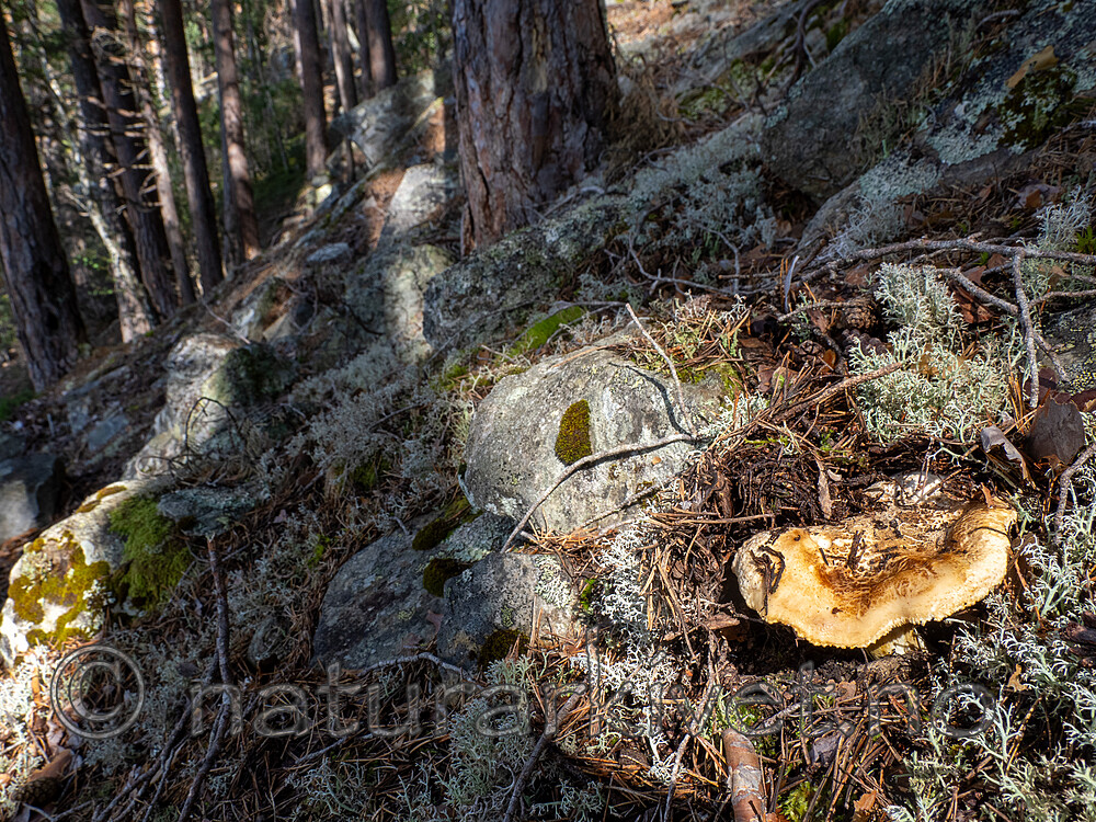 _8290364 / Tricholoma apium / Lakrismusserong