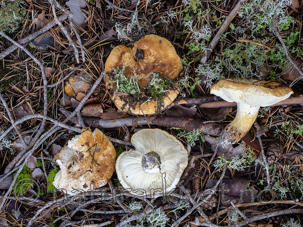 _8290366 / Tricholoma apium / Lakrismusserong