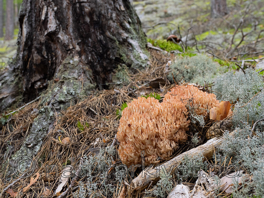 _8290433 / Ramaria botrytis / Rødtuppsopp