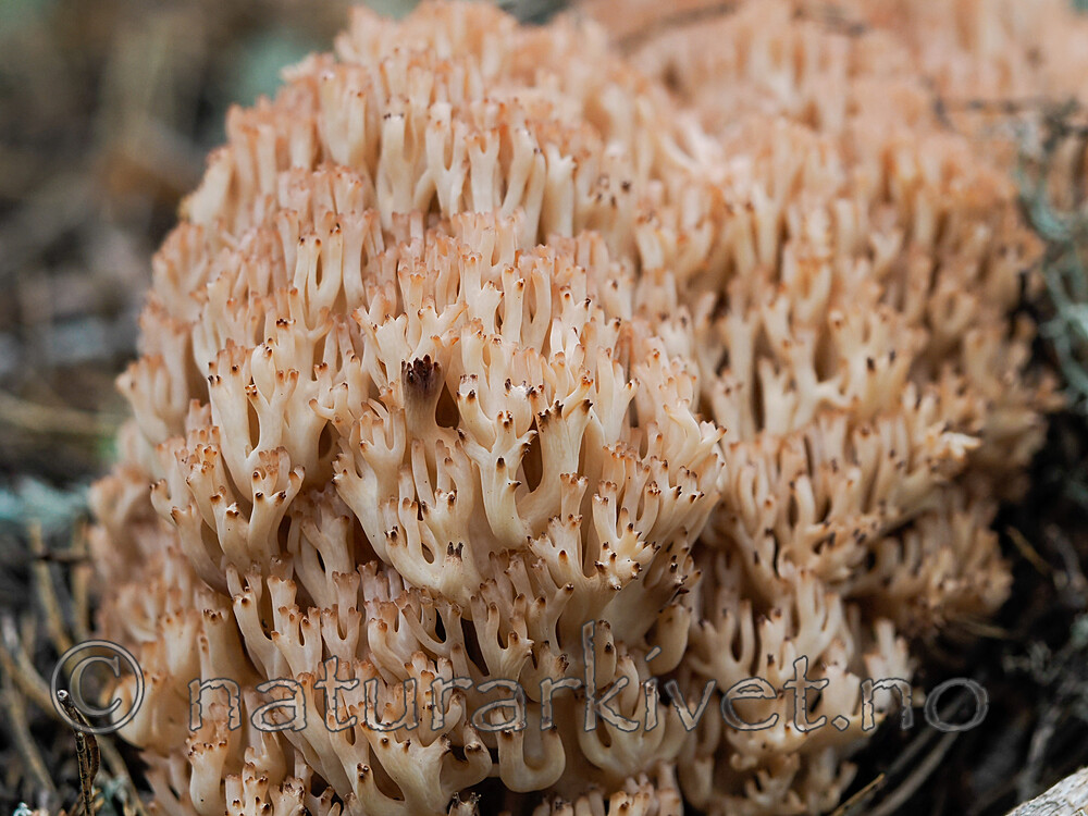 _8290449 / Ramaria botrytis / Rødtuppsopp