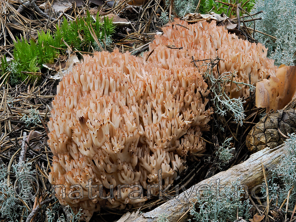 _8290481 / Ramaria botrytis / Rødtuppsopp