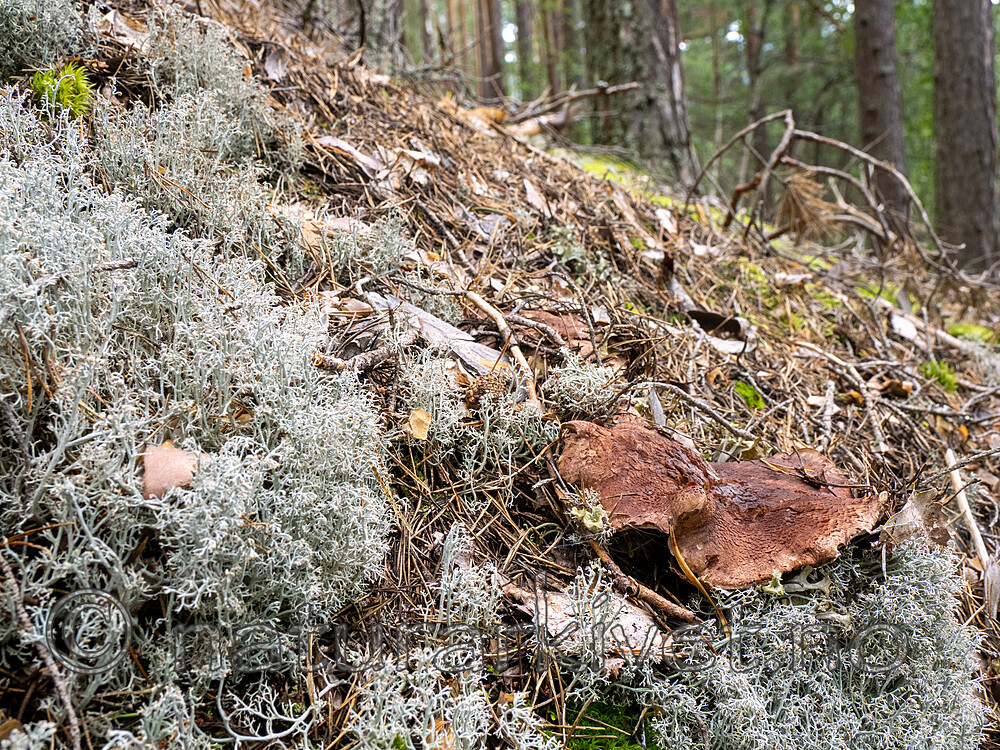 _8290489 / Bankera fuligineoalba / Lurvesøtpigg