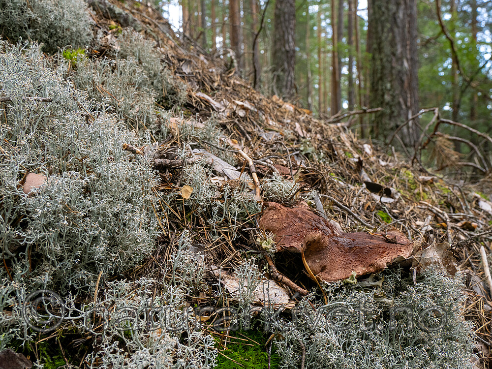 _8290491 / Bankera fuligineoalba / Lurvesøtpigg