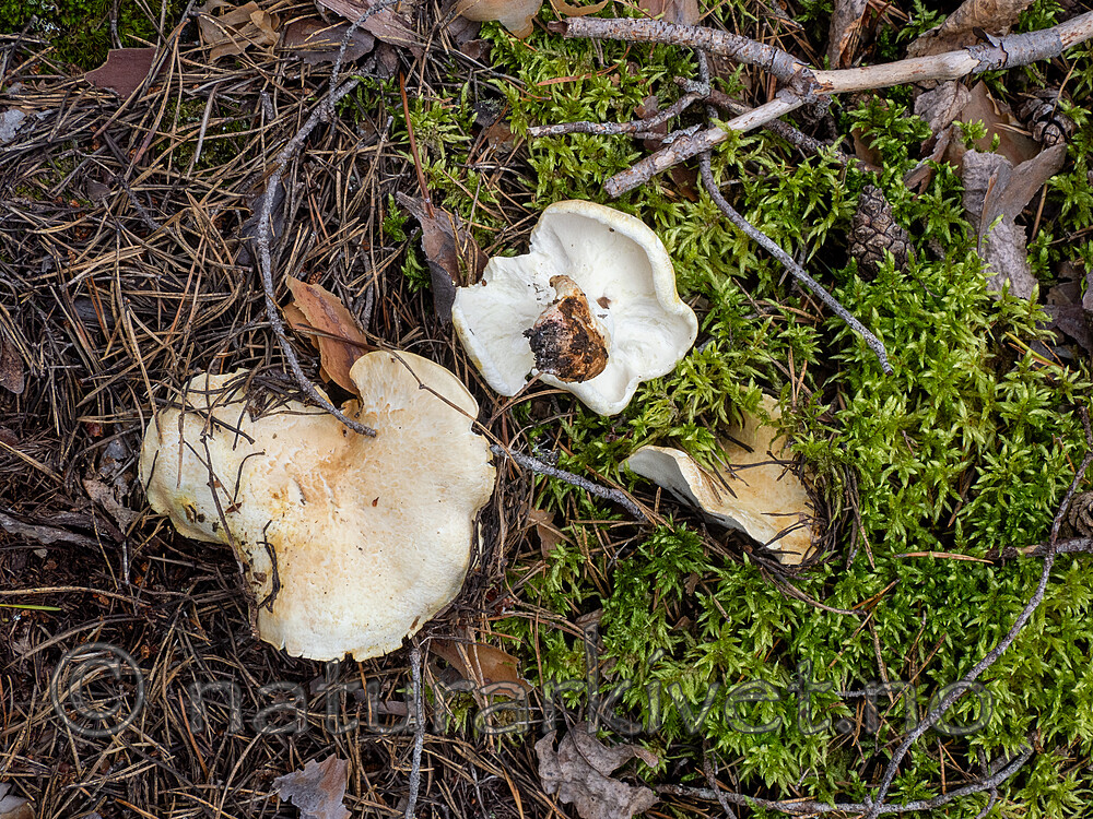 _8290499 / Albatrellus subrubescens / Furufåresopp
