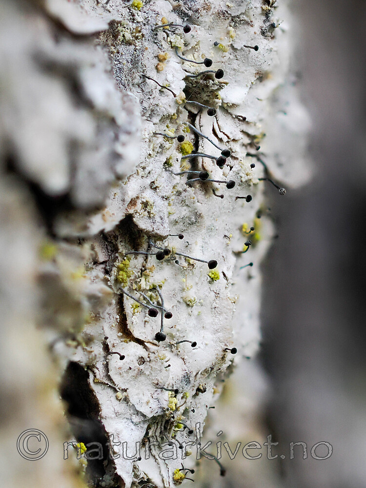 _8310169 / Chaenothecopsis viridialba / Rimnål