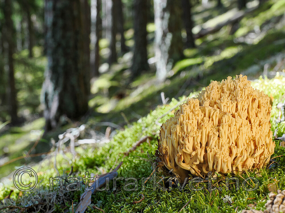 _9040206 / Ramaria eosanguinea / Jodkorallsopp