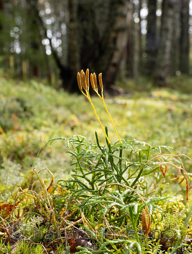 _9050022 / Diphasiastrum ×zeilleri / Hybridgrannjamne