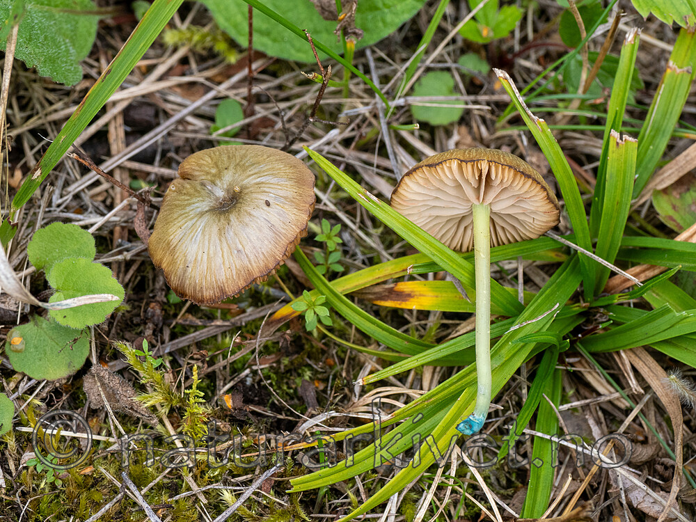_9060226 / Entoloma incanum / Grønn rødspore