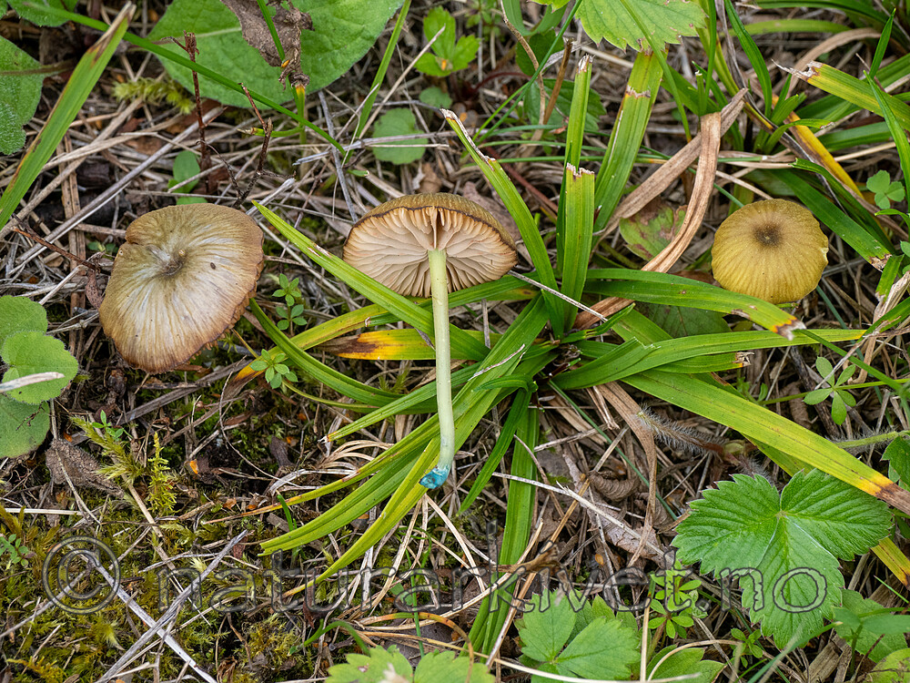 _9060228 / Entoloma incanum / Grønn rødspore