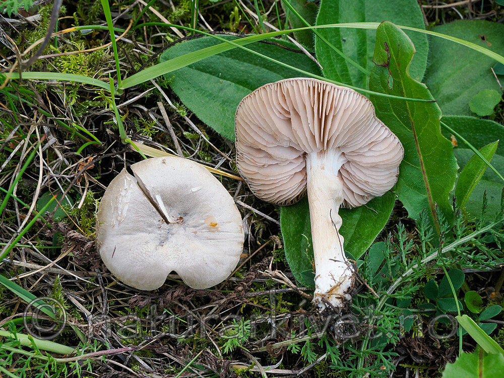 _9060233 / Entoloma excentricum / Karstrødspore