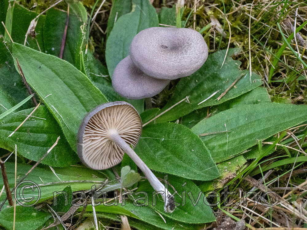 _9060272 / Entoloma excentricum / Karstrødspore