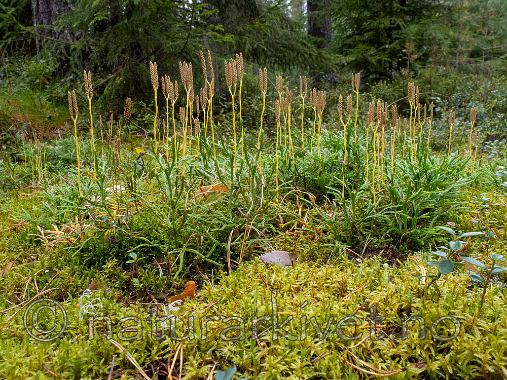 _9110009 / Diphasiastrum ×zeilleri / Hybridgrannjamne