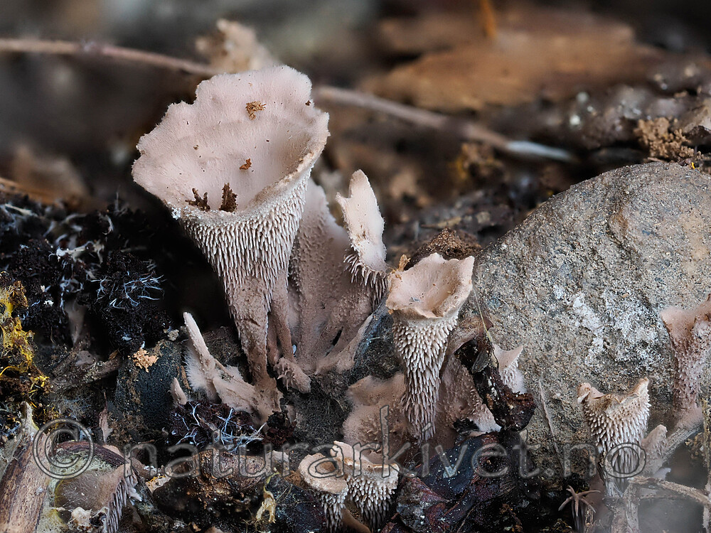 _9130099 / Hydnellum gracilipes / Skyggebrunpigg