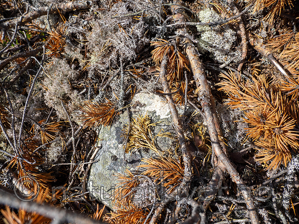 _9130162-2 / Diphasiastrum complanatum complanatum / Skogjamne