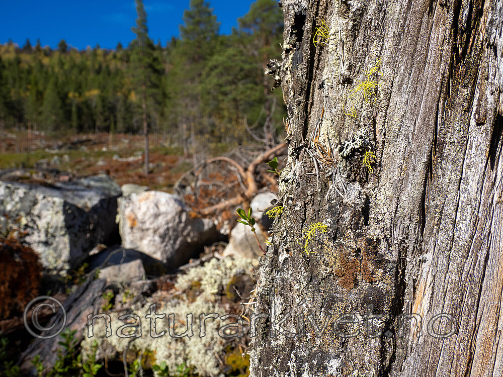 _9130172 / Letharia vulpina / Ulvelav