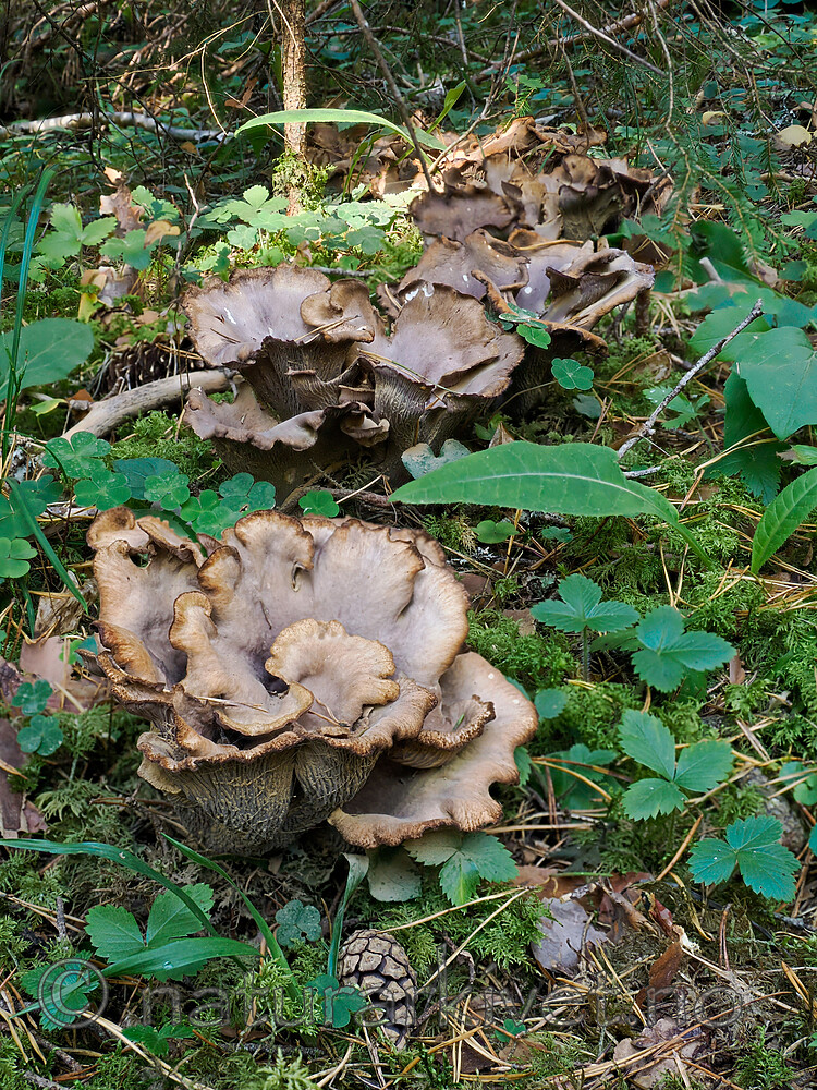 _9130320 / Gomphus clavatus / Fiolgubbe