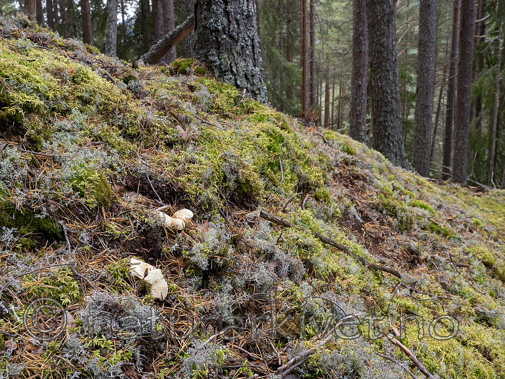_9140389 / Albatrellus subrubescens / Furufåresopp