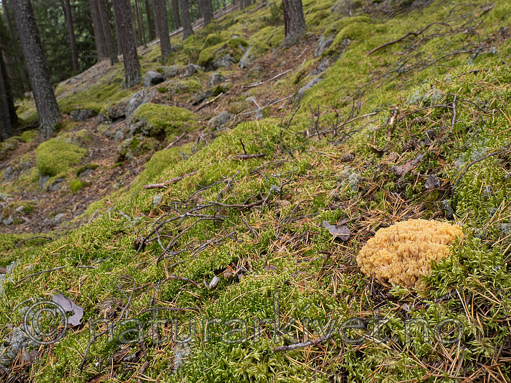 _9140406 / Ramaria eosanguinea / Jodkorallsopp