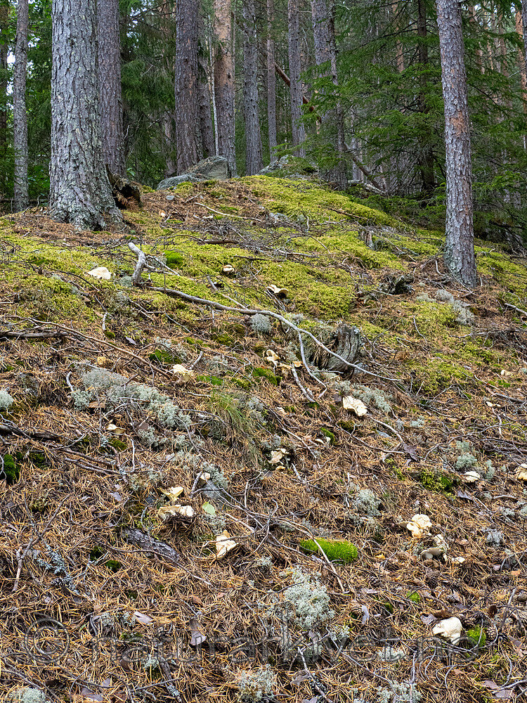 _9140412 / Albatrellus subrubescens / Furufåresopp