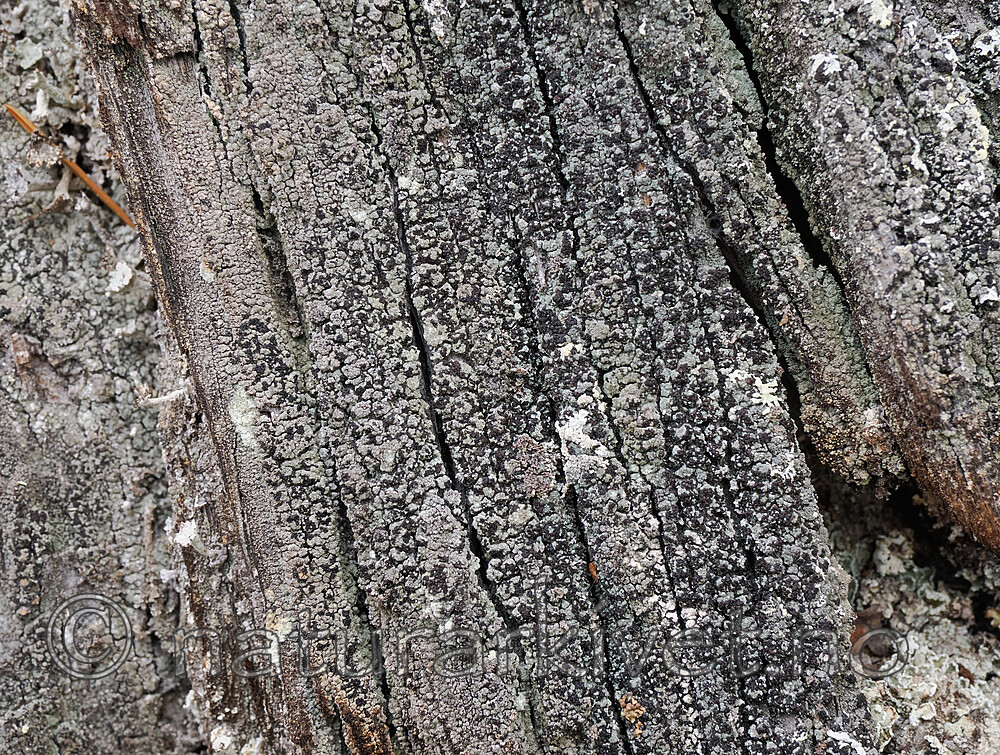 _9160009 / Hertelidea botryosa / Druelav