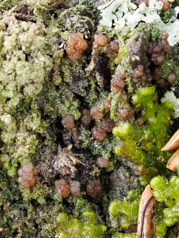 _9160224 / Biatora fallax